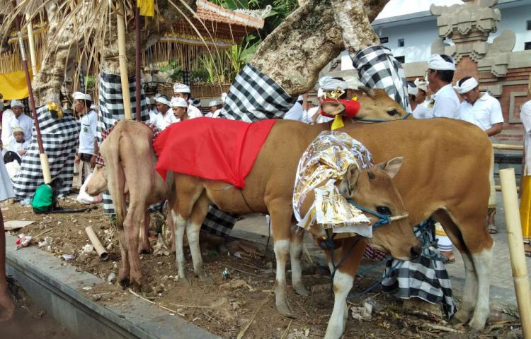 Upacara Mepada Penyucian Dan Pengharapan Untuk Hewan Korban Suci