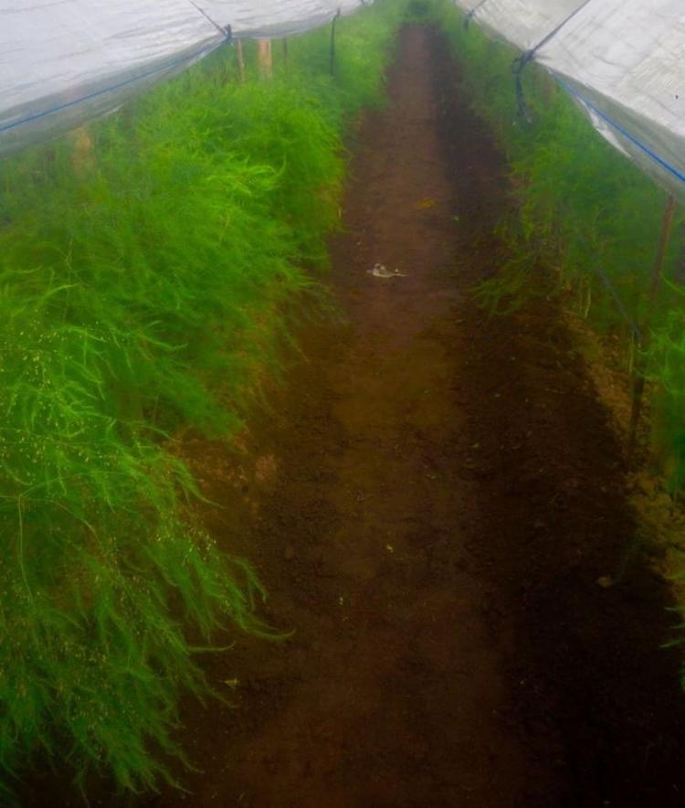 Asparagus Menjadi Idola Petani Belok Sidan