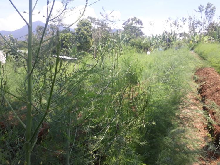 Asparagus Sudah Mulai Tumbuh Di Banjar Sekarmukti