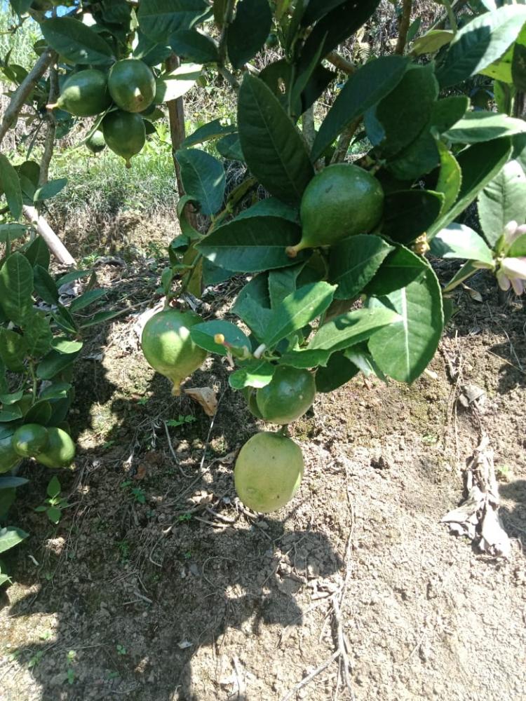 BUDIDAYA TANAMAN LEMON TEA YANG MENJAMIN