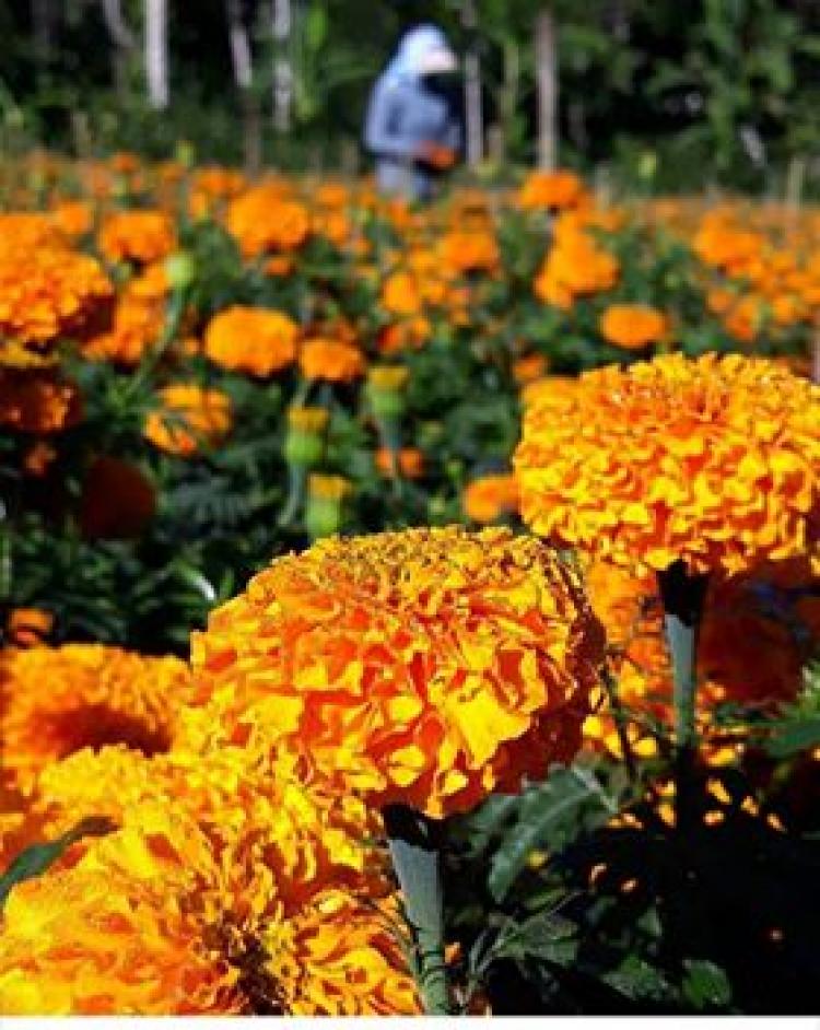 Bunga Gumitir Idola Petani Belok/Sidan