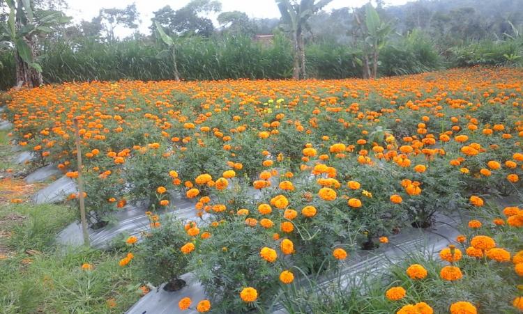 Bunga Gumitir selalu menjadi andalan Petani Belok/Sidan.