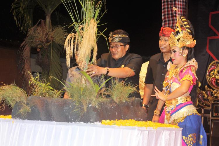 Bupati Badung “Menancapkan” Padi saat pembukaan HUT Mangupura ke 9  di Kecamatan Petang.