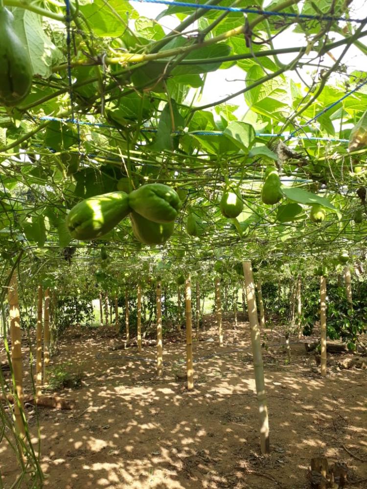 Dengan Labu Siam Made Tawan Mampu Menghidupi Keluarganya