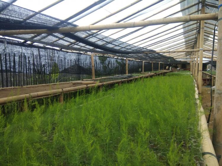 Geliat Petani Membuat Pembibitan Asparagus dan cabai  di Desa Belok/Sidan.