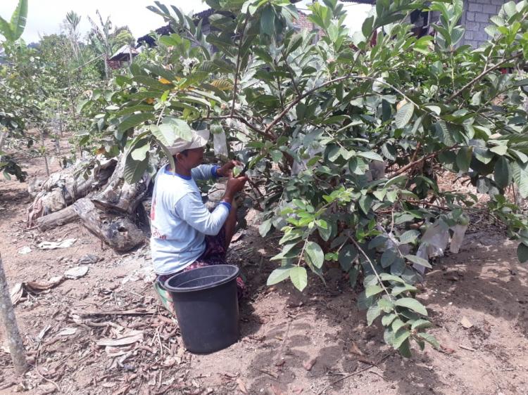 Jambu Biji Kristal Idola Petani Belok/Sidan