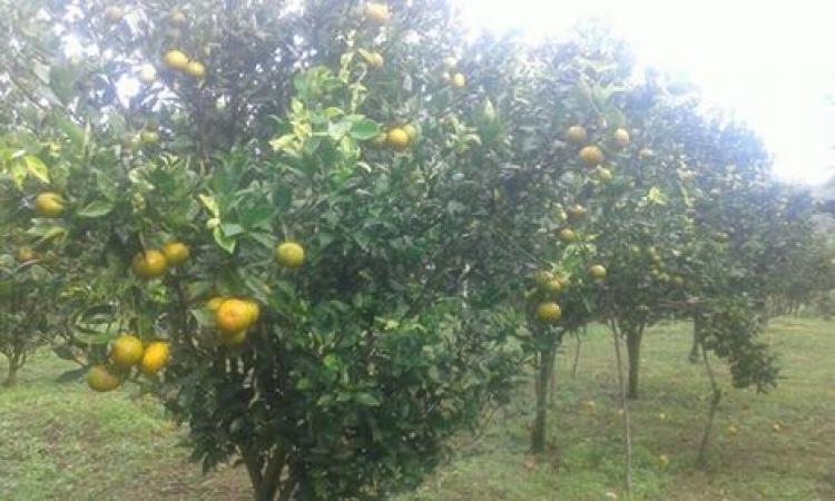 Jeruk Prasetagi Menjadi Primadona Masyarakat Belok Sidan"