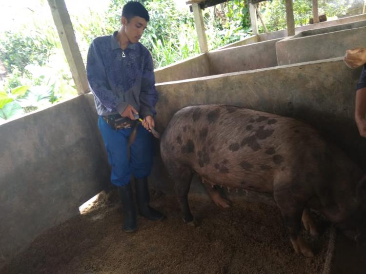 Kawin suntik bangkung mulai di minati masyarakat