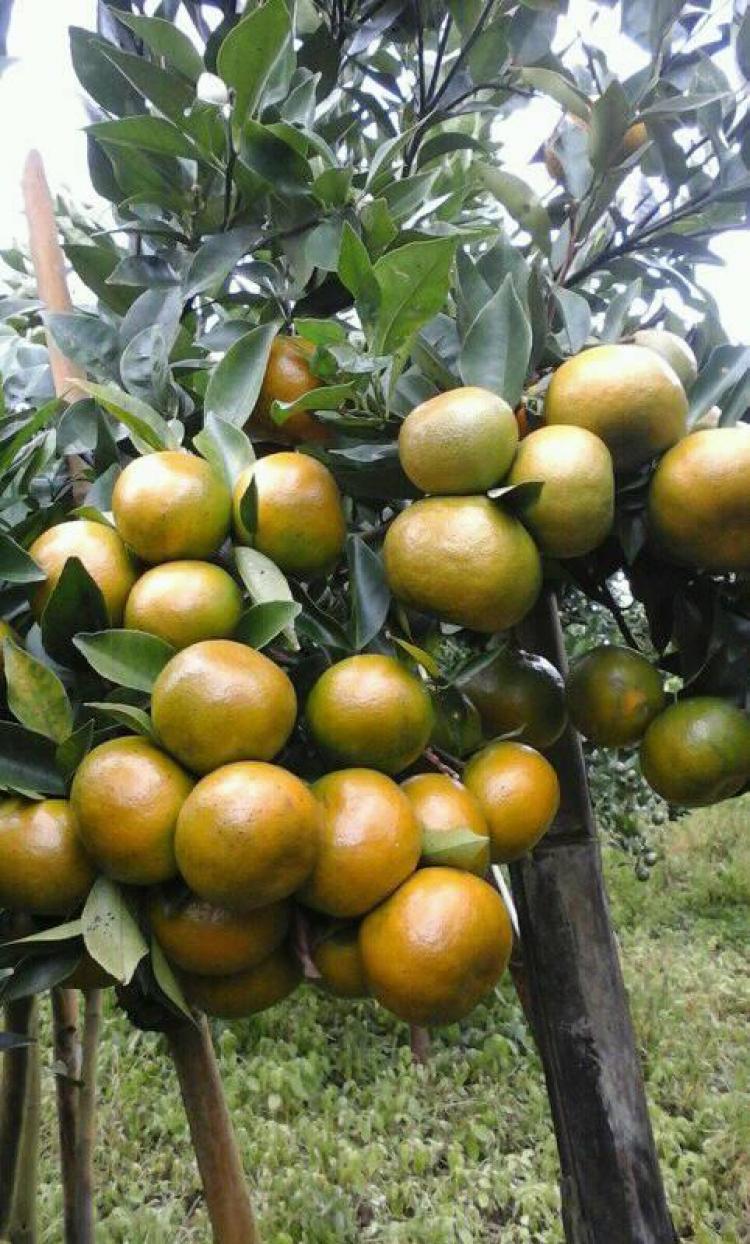 Manisnya Jeruk Siam Buah Lokal Asli Pegunungan Belok/Sidan