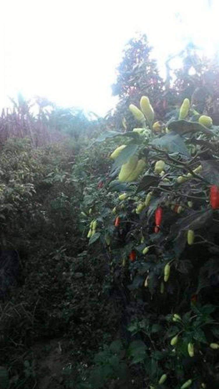 Membudidayakan Cabai Seret Menciptakan Lapangan Pekerjaan