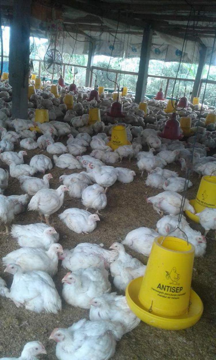 Mengais Rejeki Dari Ternak Broiler