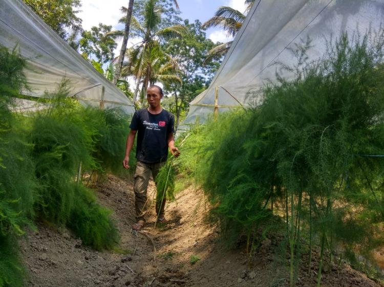 PETANI MUDA YANG SUKSES MENGEMBANGKAN TANAMAN ASPARAGUS DI BELOK/SIDAN