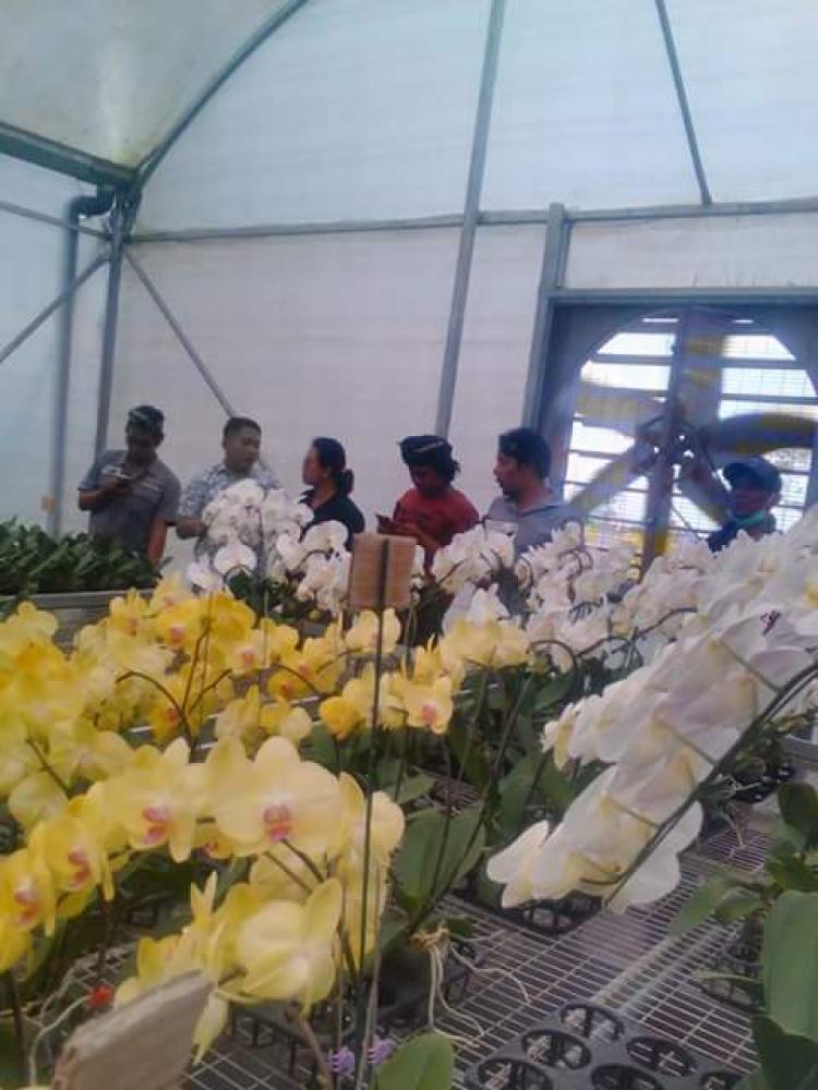 POTENSI TANAMAN ANGGREK DI DESA BELOK/SIDAN