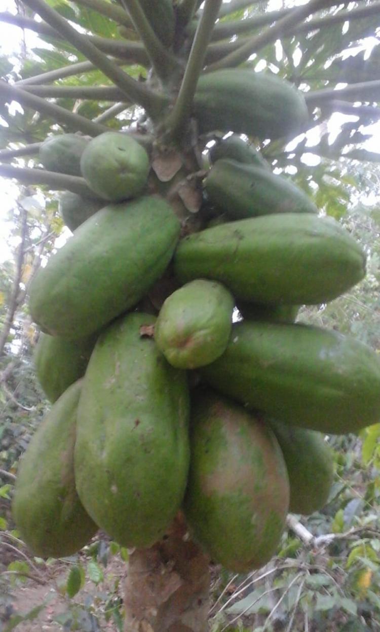 Pepaya sayur mulai dibudidayakan petani Belok/Sidan.