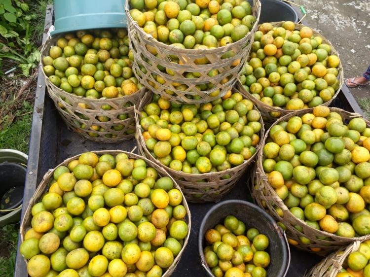Petani Jeruk Panen Raya Di Banjar Sekarmukti