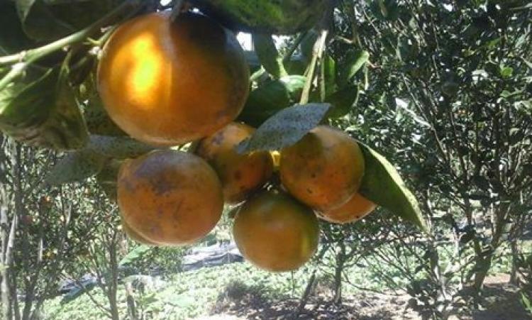 Petani jeruk brastagi di Br.Bon Belok/Sidan "Tercekik"
