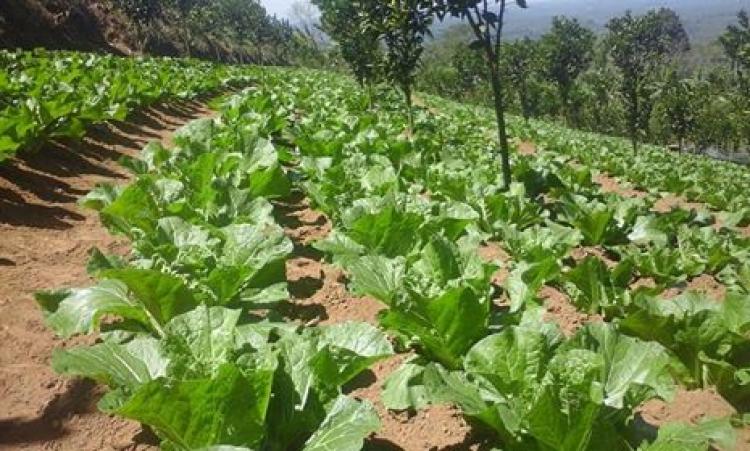 Sawi putih mulai "Dilirik" petani Br.Bon Belok/Sidan.
