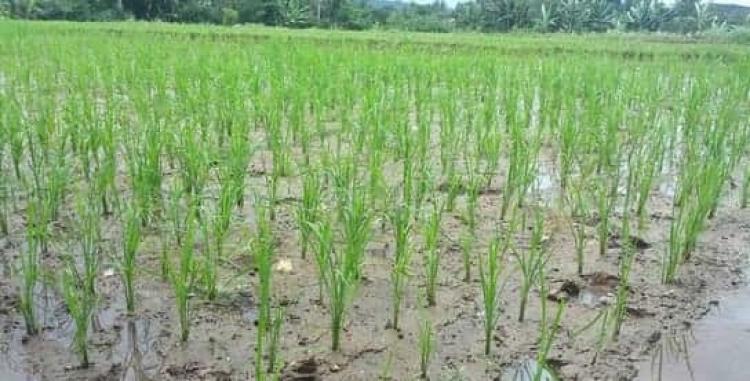 Sehelai Padi Memberi Seribu Kedihupan di Br. Lawak Desa Belok/Sidan