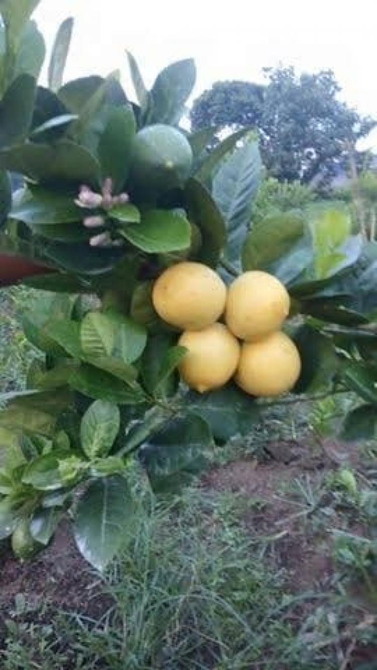 Si Kuning Lemon Tea Menjadi Idola di Masyarakat Belok/Sidan