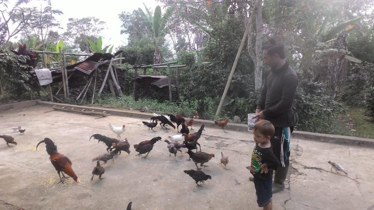 Ternyata Berternak Ayam Kampung Juga menguntungkan