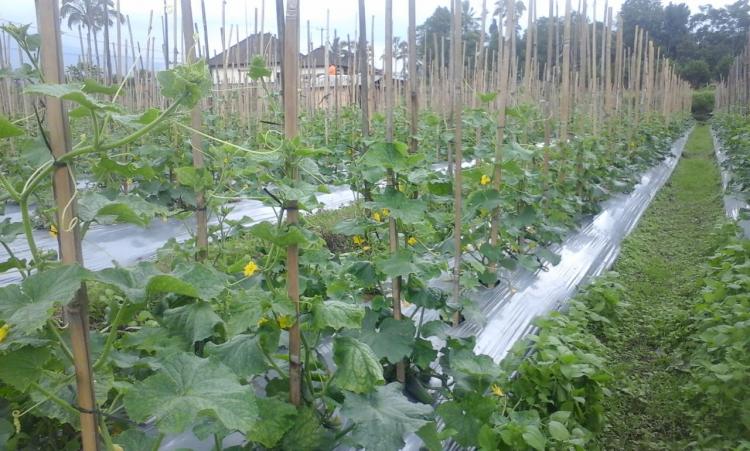 "Timun Jepang" Tumbuh Subur di Banjar Belok desa Belok/Sidan.