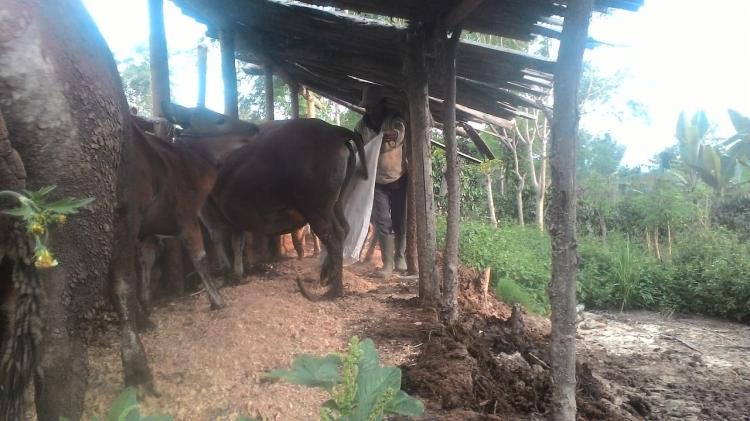 "Wah" Ternyata Limbah Meubel Bisa Dimanfaatkan Sebagai Pupuk