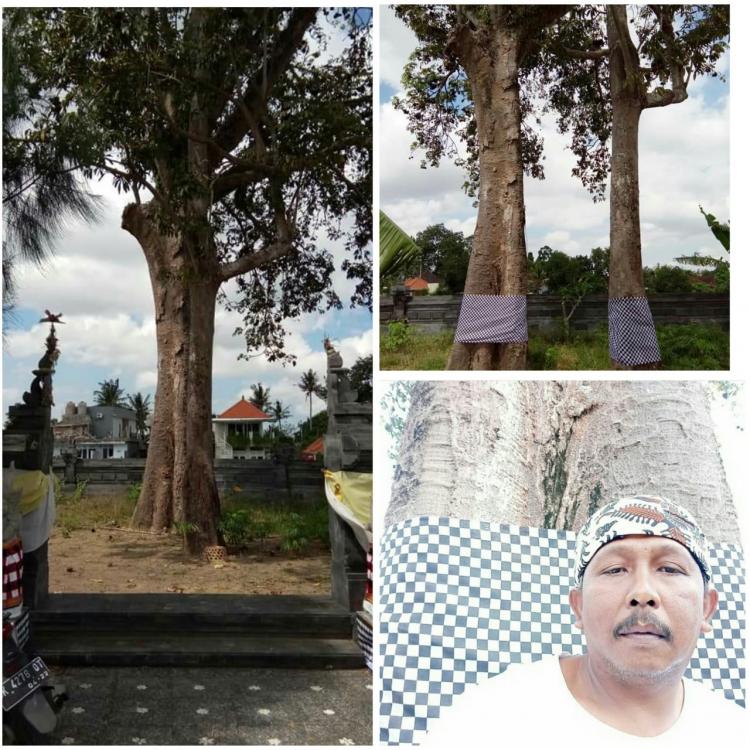 BERSIH DAN RAPI KARENA SRADA BAKTI