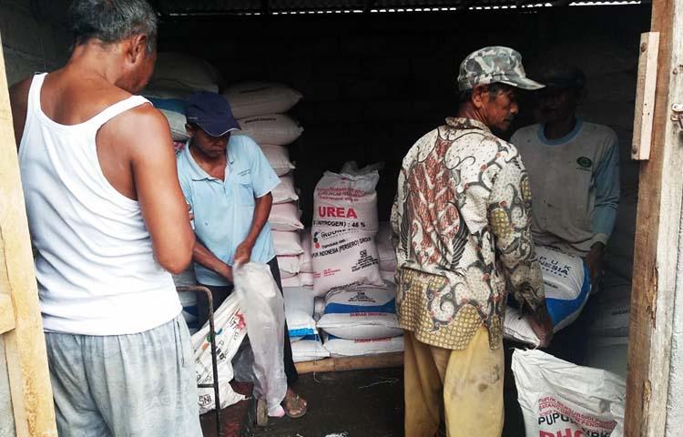 PEMBAGIAN PUPUK BERSUBSIDI