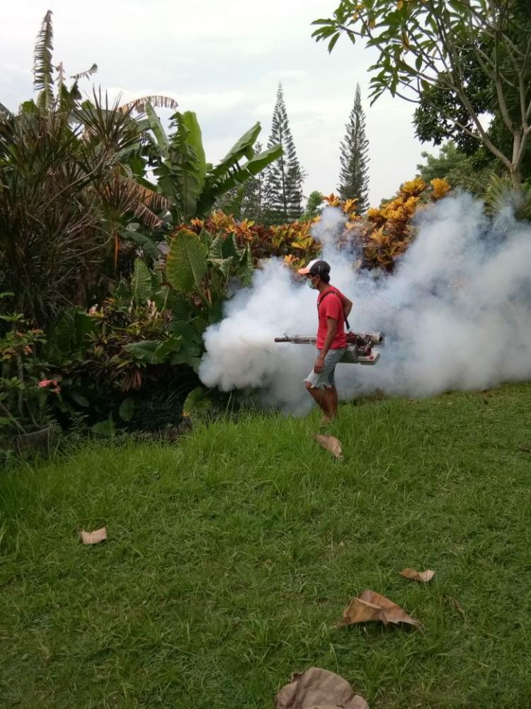 Antisipasi demam berdarah desa Canggu melaksanakan fogging