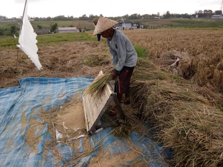 Gebotan,  alat panen tradisional di Subak Umadesa