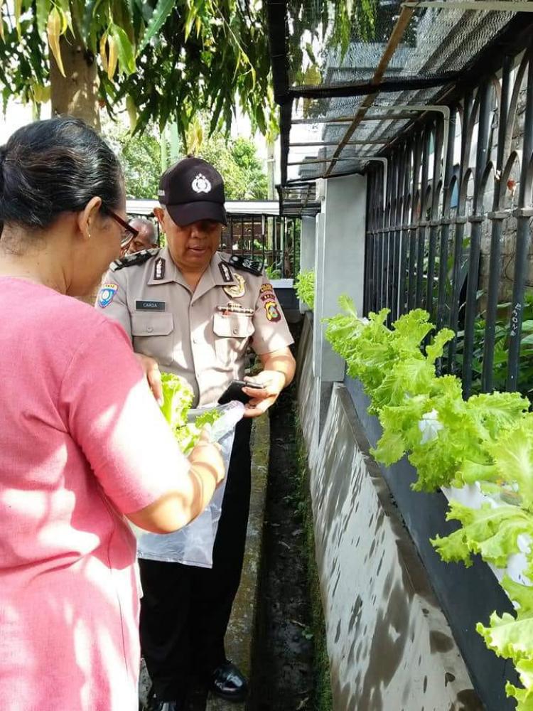 Dengan hydroponik selada bisa tumbuh di Canggu