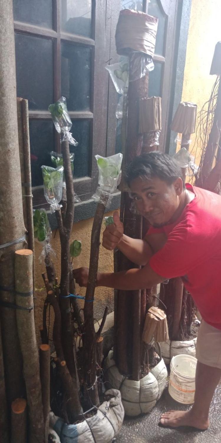 Mengais dolar dengan bonsai dolar