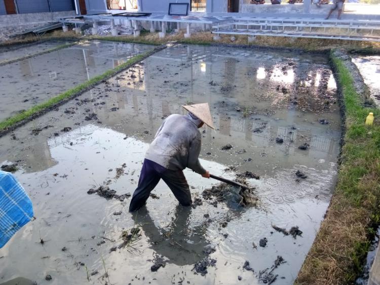 Pengolahan sawah,  dengan sistem Tradisional