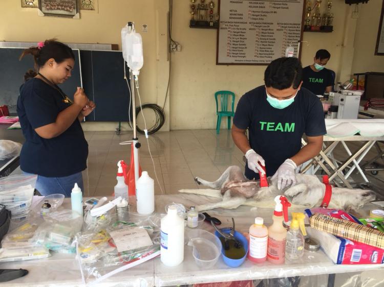 STERILISASI ANJING DAN KUCING DI BR. PADANG LINJONG DESA CANGGU