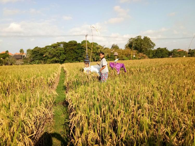 Si kuning Sodorkan duit jutaan rupiah