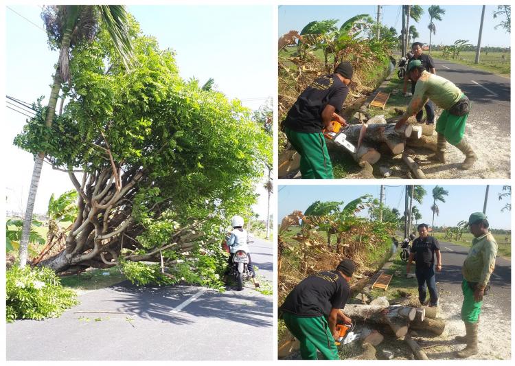 Pohon Tumbang di Jalan Pantai Mengening