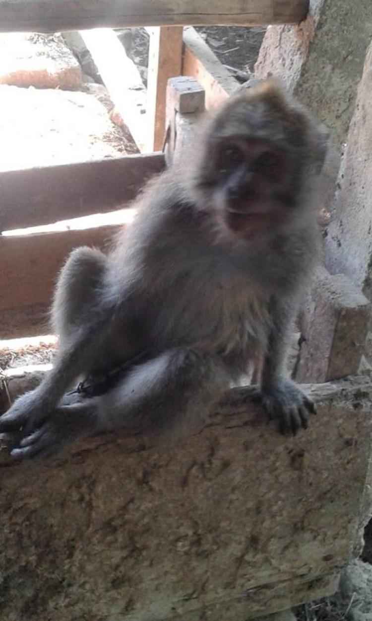 MASYARAKAT BANJAR LEBAH SARI WASPADA DATANGNYA MONYET LIAR