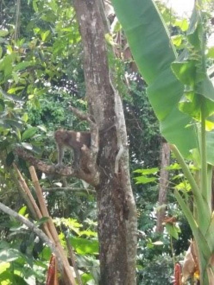 MONYET LIAR BERKELIARAN DI LINGKUNGAN BANJAR SEDAHAN