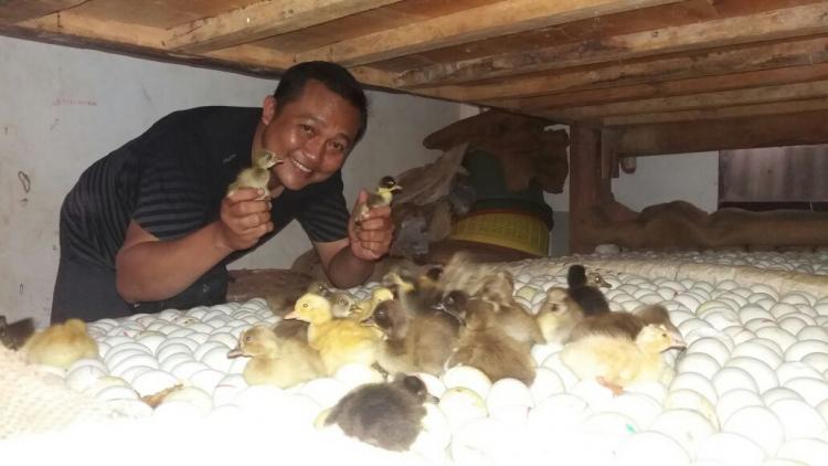 Penetasan Itik De Oka Satu Satunya Usaha Penetasan Itik Di Desa Gulingan