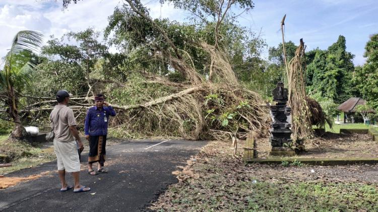 GEGERKAN WARGA! POHON BERINGIN SETRA DESA KEKERAN TUMBANG
