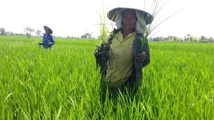 Mejukut Kegiatan Petani Pasca Tanam Padi