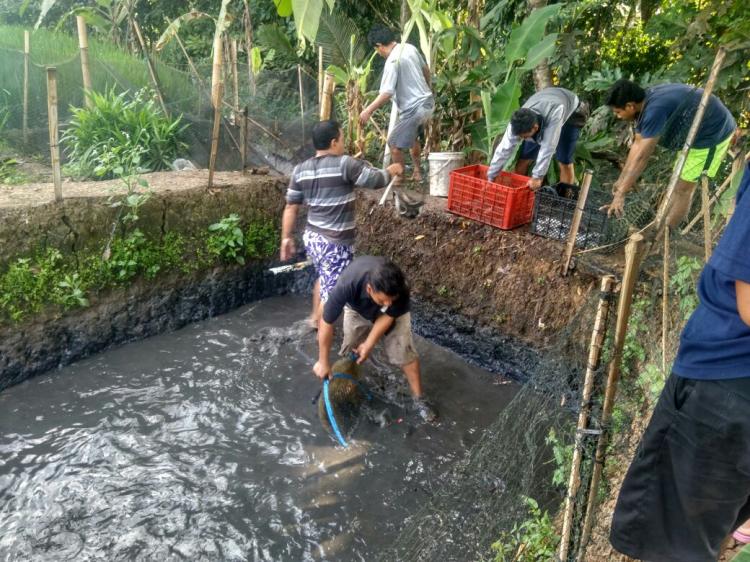 PANEN PERDANA BUDIDAYA IKAN LELE