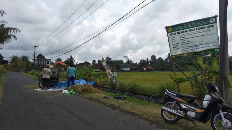 PETANI DESA KEKERAN MENDAPATKAN HASIL PANEN YANG BERLIMPAH