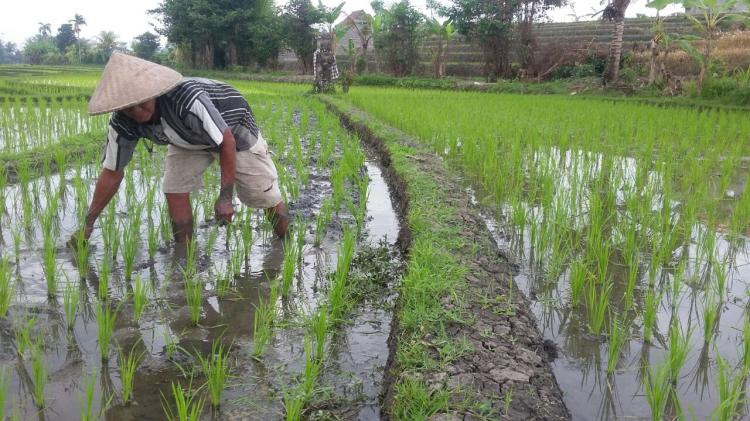 Petani Subak Tungkub Dalem Desa Kekeran masa tanam padi.