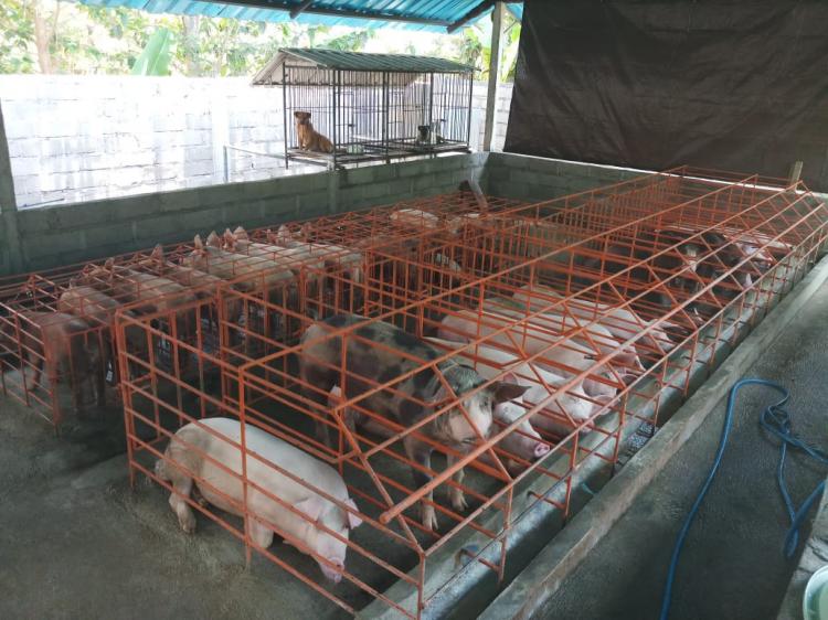 Peternak Muda Banjar Dangin Pangkung