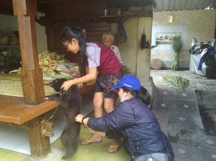 60 Anjing Divaksin di Banjar Kerobokan
