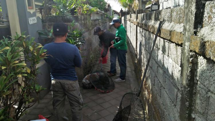 Cegah Rabies, 107 Anjing dan Kucing Divaksin di Banjar Pemaron
