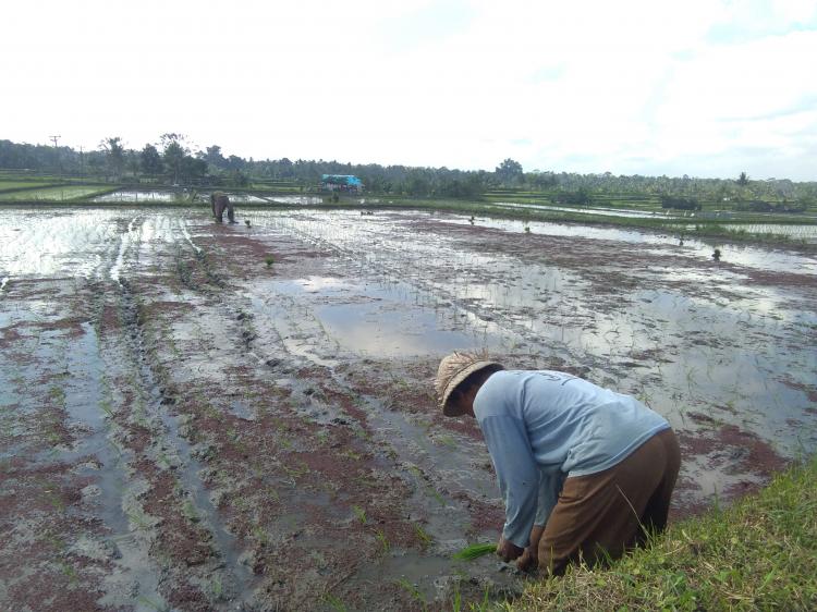 MUSIM TANAM PADI DI SUBAK BERGIDING DESA PANGSAN