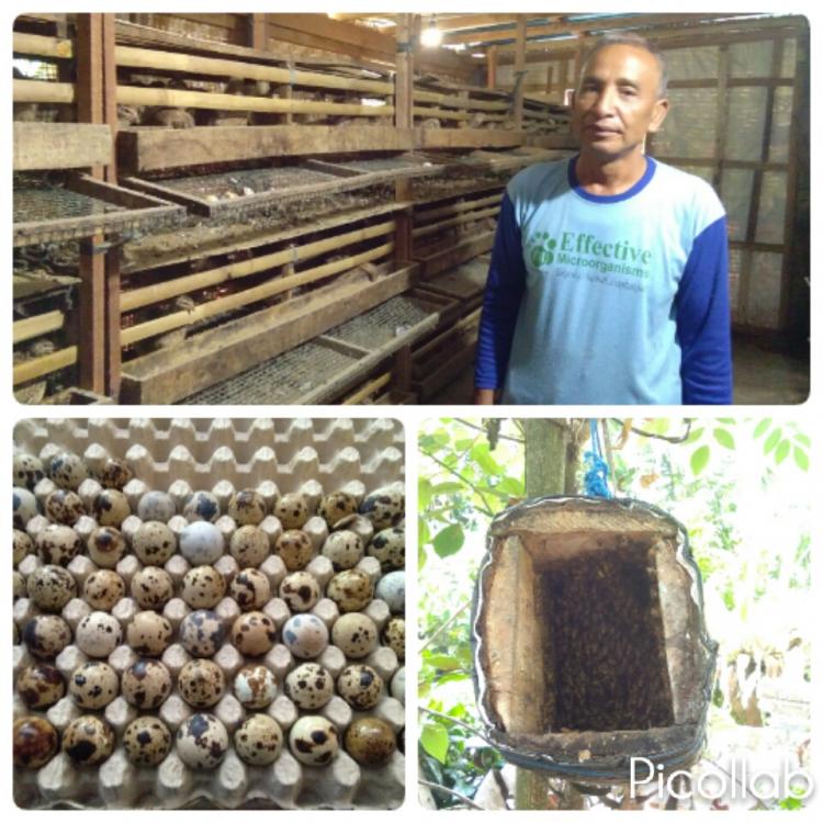 PAN WIDI MULAI MENGGELUTI WIRAUSAHA TERNAK PUYUH DI DESA PANGSAN