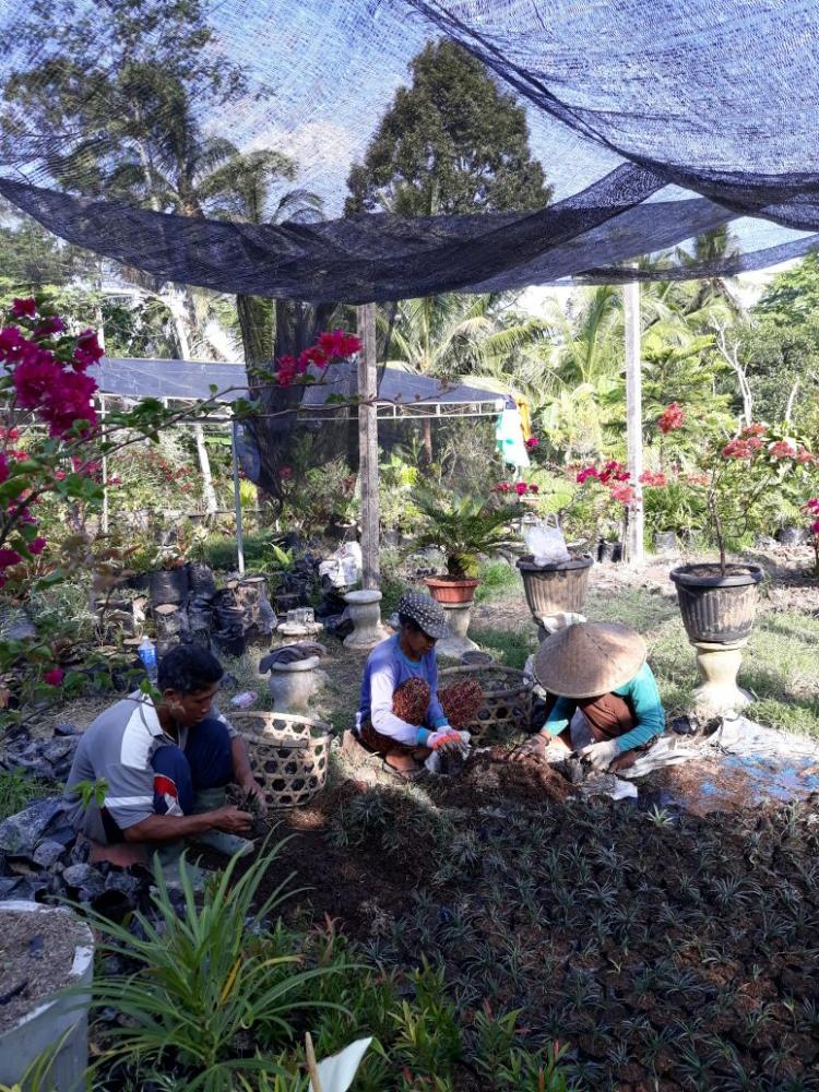 PENGEMBANGAN TANAMAN HIAS YANG DAPAT MENAMBAH KREATIFITAS DAN PENDAPATAN MASYARAKAT DESA PANGSAN